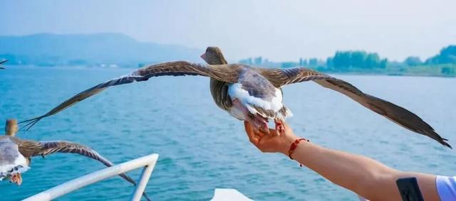 跟着色彩游临沂 | 柿子熟了・田园采摘之旅，承包你的秋日快乐