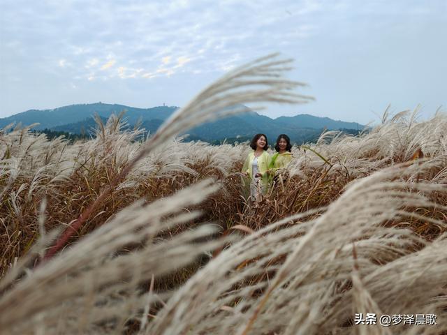 豫客纷至安陆，共赏银杏芦花绘初冬