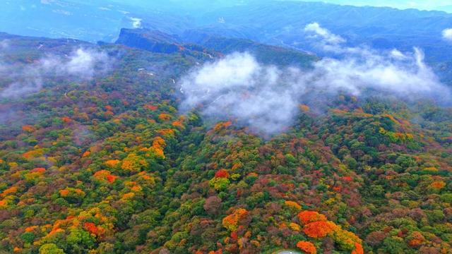 昨日实拍！层林尽染盐井峡，漫山红叶醉秋风，观赏正当时