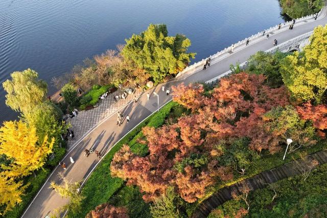 彩叶斑斓 层林尽染 重庆这个冬日童话小镇太美啦！