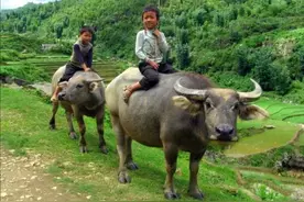 中国人能驯化水牛，让它耕地几千年，非洲人怎么不驯化非洲水牛？图片