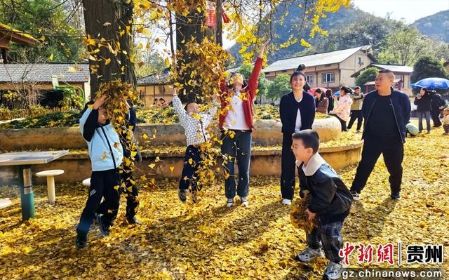 贵州务川：千年银杏“金甲”迎客来