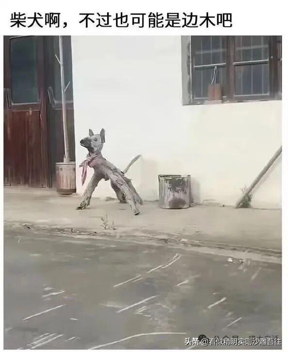 开心一笑 但求一赞❤️