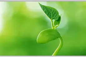 作文积累：《人民日报》天花板顶级开头结尾图片