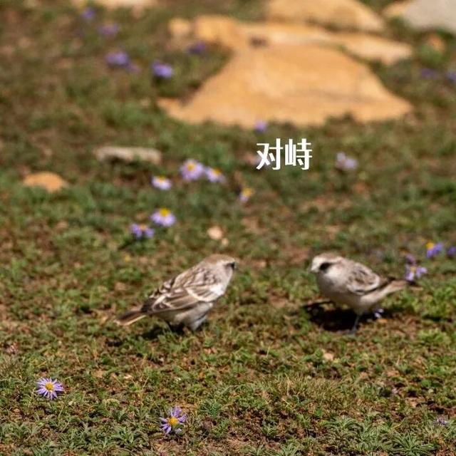 库拉岗日，“戏”真多！