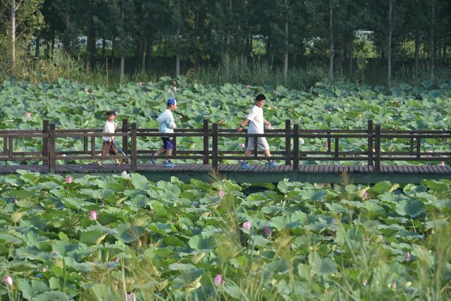 山东泰安东平稻屯洼湿地公园的荷花仙子