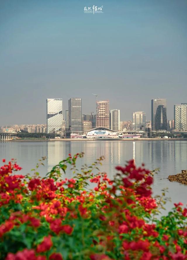 漫步前海：邂逅花海、踏浪听风，在摩天轮下收藏一城浪漫