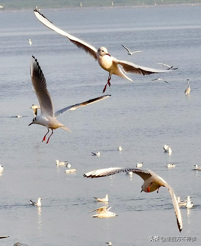 深圳湾观鸟：海舞鸟歌映盛世