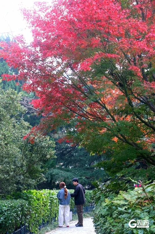 中山公园枫林涧：冬意渐浓，“枫”景上线！