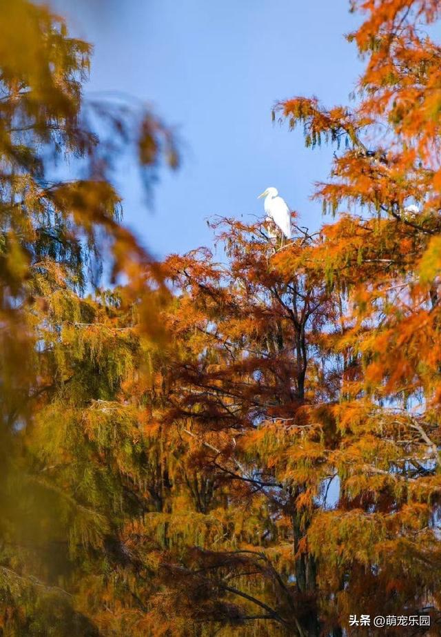 涨渡湖水杉林悄然燃烧，火红倒影美如画，错过再等一年