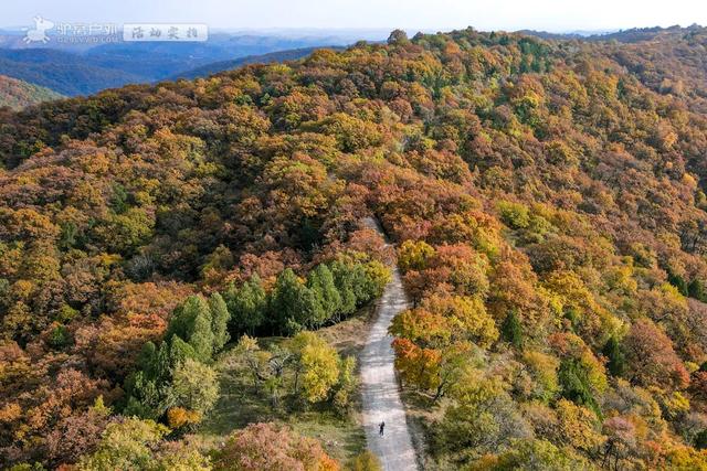 陕西这里藏着一条千年前的高速公路，秋日彩林惊艳，小众人还少！