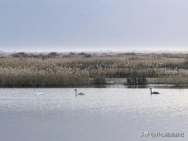 走，去渤海湾看候鸟…