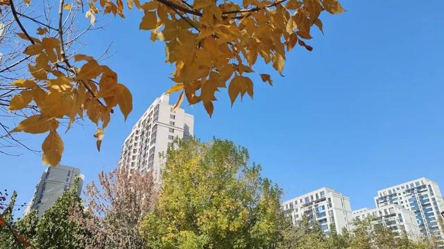 寻美薛城丨自然盛宴！橙黄橘绿好景时，市民中心初冬的“限定美景”已上线！