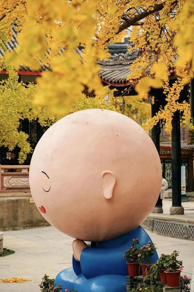 【美丽四川】一年一度朋友圈银杏比美时刻又来了！