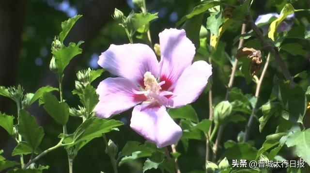 早上去儿童公园了吗?木槿花开,满眼皆夏!