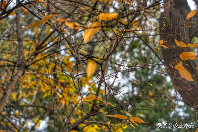 腊梅把庙堂镀成 “流动金” ！暗香浮动的王母池承包一整个冬日浪漫~