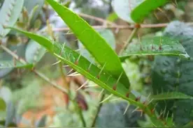 中草药里的浪漫故事图片