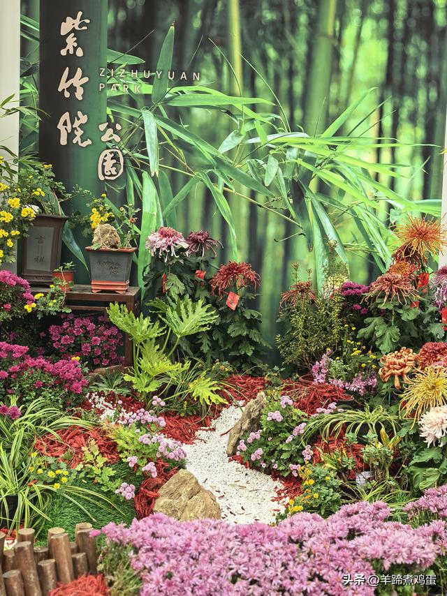 秋风独宠一园菊，晚来香艳出樊篱——北京北海公园2025年菊花展