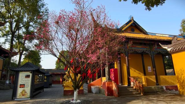 限时“梅”景!郫都这座千年古寺,藏着冬日最治愈的禅意与浪漫