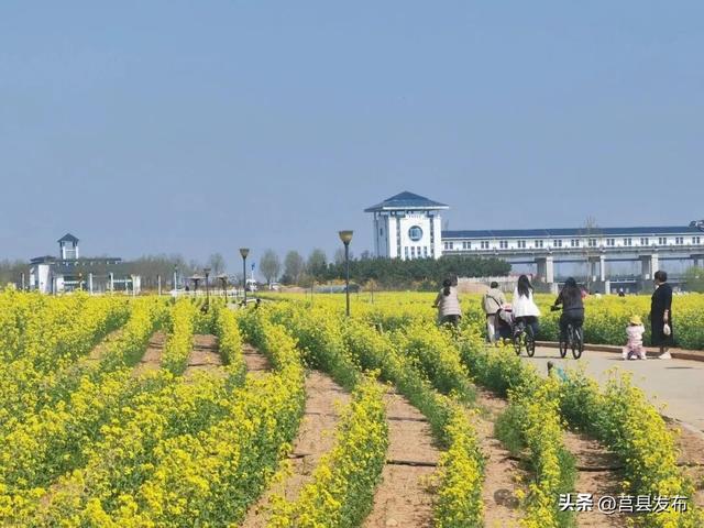 莒县沭河公园油菜花迎来盛花期！