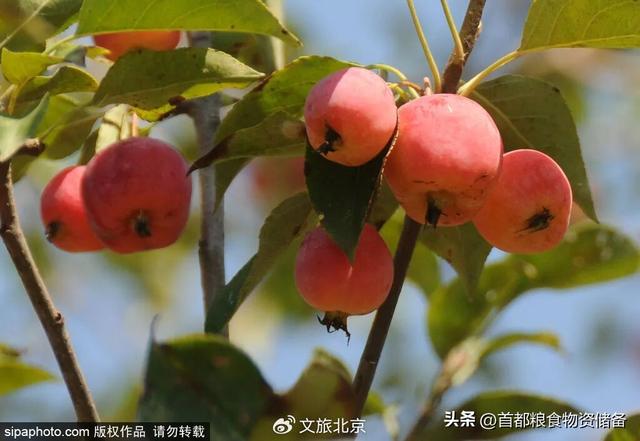 沉浸式感受！去“燕京十景”之一饱览碧波秋景｜周末京郊微度假