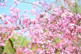 超长“待”春 昆明当仁不让！五华区这些小众拍花点别错过图片