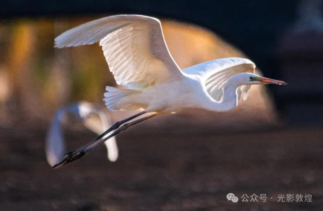 金秋时节:敦煌党河风情线上白鹭翩跹
