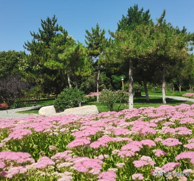 兰州兰山公园赏八宝花及游园记