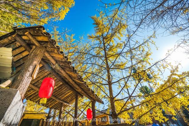 我愿称腾冲为秋季的天花板!银杏、温泉、古镇,来过的人都不想走