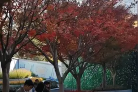 鸡爪槭配一串红，静安寺广场的绝美冬景还有一份“特殊能力”图片