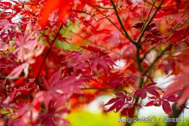 超期待！汉中黎坪红叶季即将开启，剧透一波 “红” 到心巴的美景！