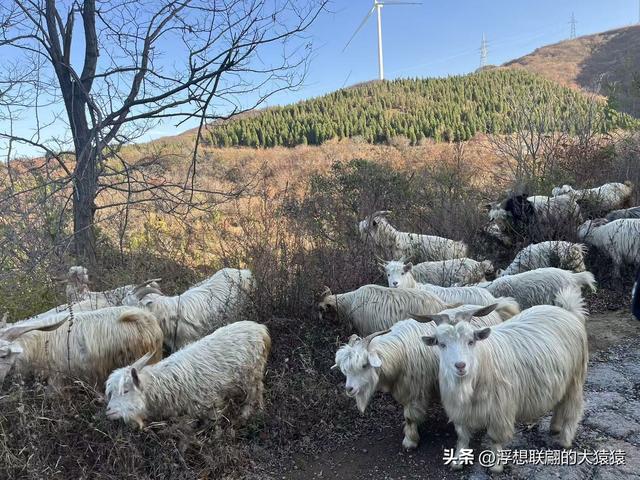 游赏过九鼎山后，我又跑到一户院里“强买”了大爷种在路边的白菜