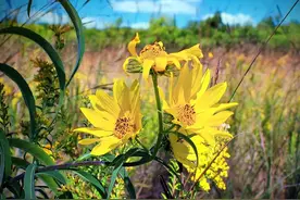 农村野生的鬼芋头，学名洋姜，有什么神奇作用？怎么做才好吃呢？图片