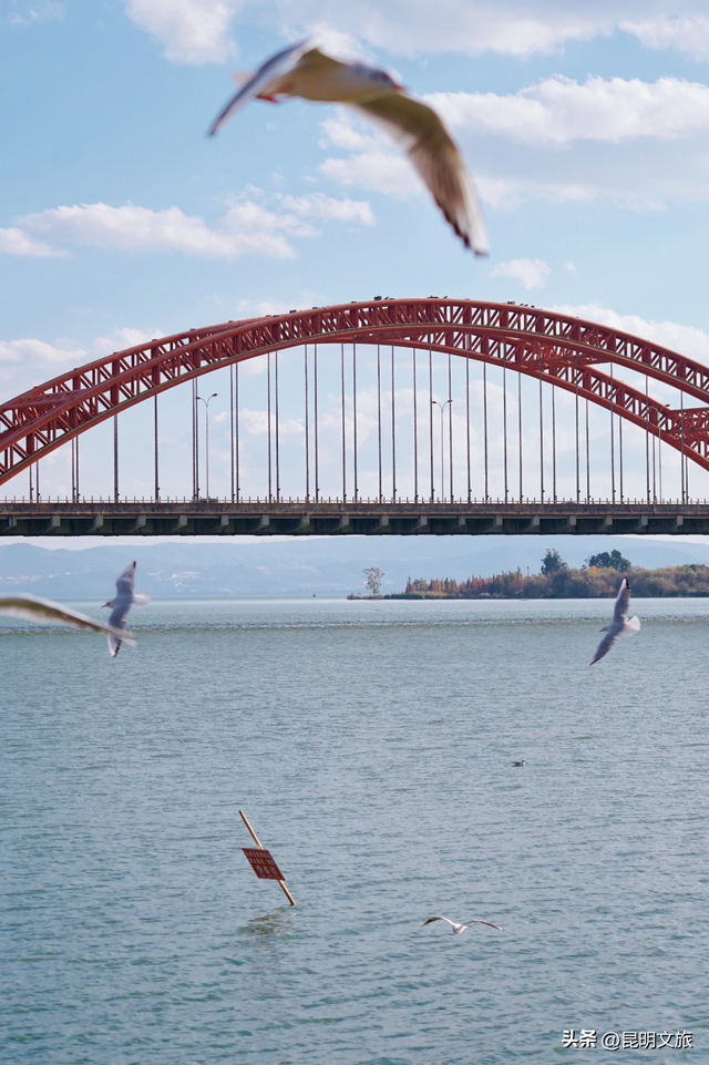 不止大坝！昆明观鸥最全热门+小众点位收录＊附核心区交通指南