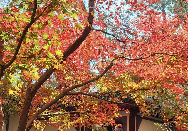 栖霞山的枫叶，红红火火，亮亮堂堂，简直美疯了！