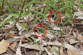 捕蛇人为何说五步蛇不能抓头？毒性如此猛烈，被咬后如何自救呢？图片