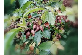 幕府山的秤锤树图片