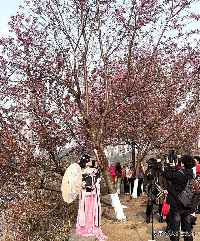 成都最大规模冬樱花开了，1000多株，惊艳壮观，免费，地铁直达！
