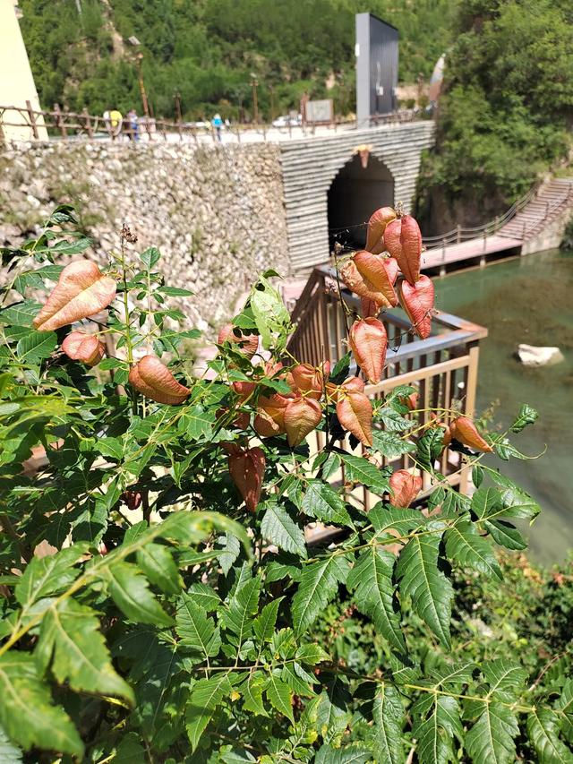 官鹅沟的植物