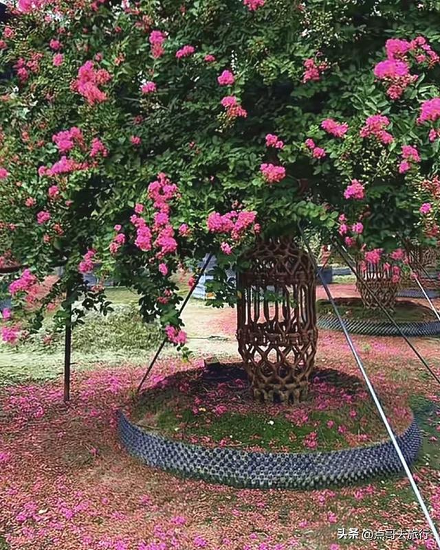 成都温江最美紫薇花大道，壮观色彩斑斓，不要门票，地铁公交直达