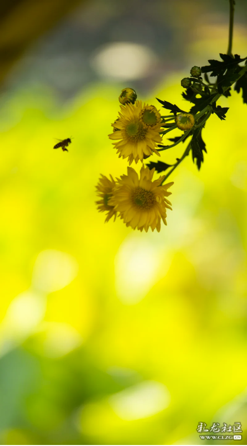 昆明大观公园｜金秋菊花展，旅拍很出片！（附攻略）