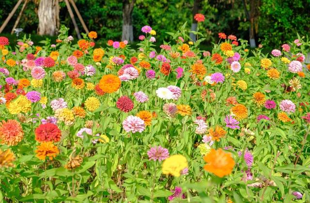 邂逅秋日烂漫：丰泽这片花海美丽绽放，就藏在……