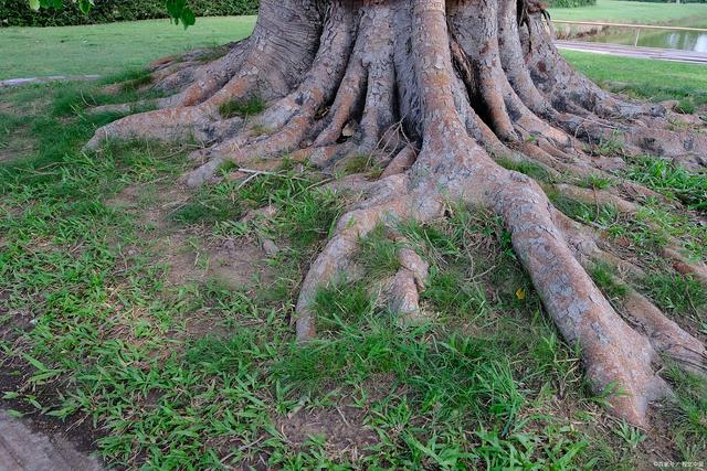 港大TreeSynth破局！数据合成从“乱撒种”到“精准填色”