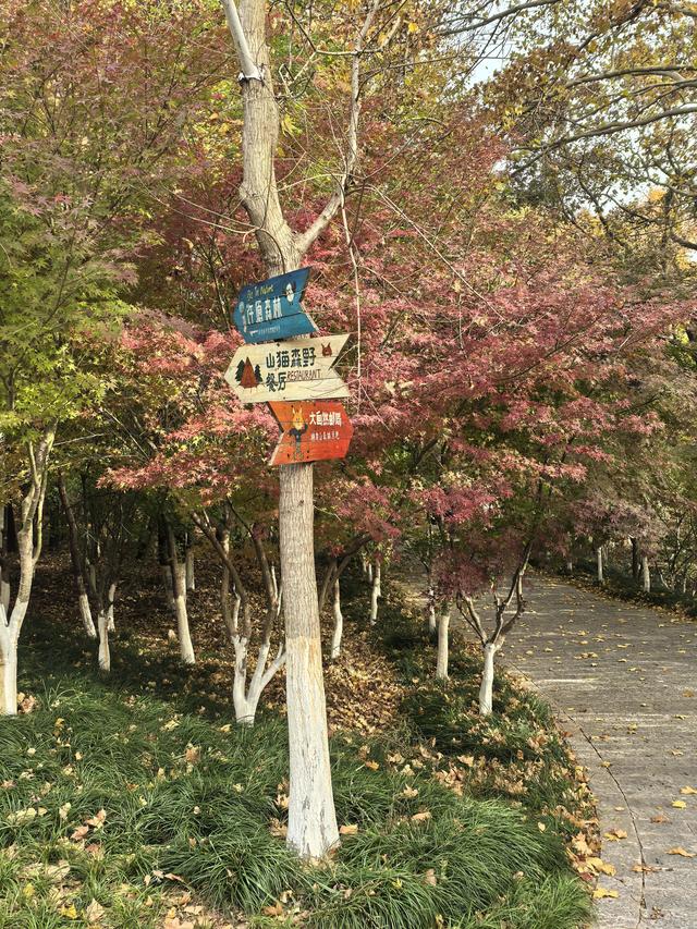 南京栖霞山一日徒步，游千年古刹，看漫山红叶