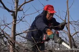 盐湖区泓芝驿镇：梨园冬管正当时 果农冬闲变冬忙图片
