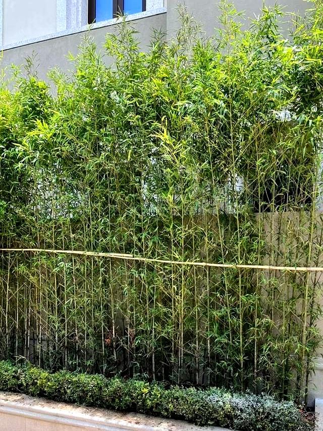 解决小院的6大烦恼，带你一分钟了解