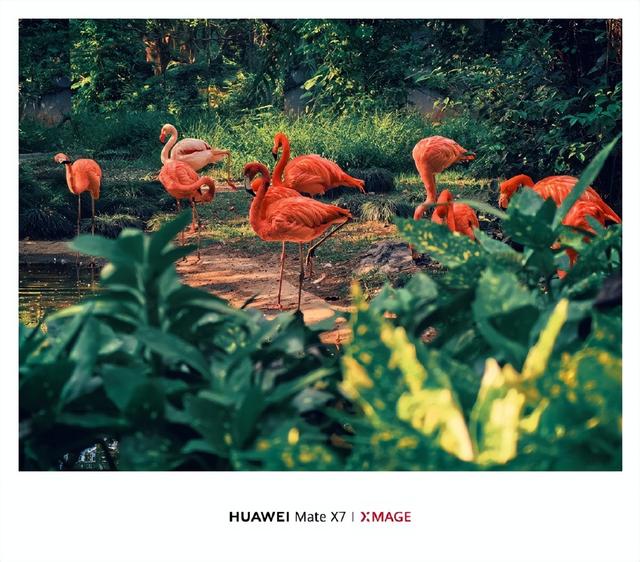 红枫影像：始于光学，抵达心学