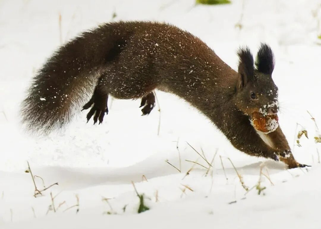 在雅安！！这么美的雪景我当然狠狠宣传啊啊啊！！