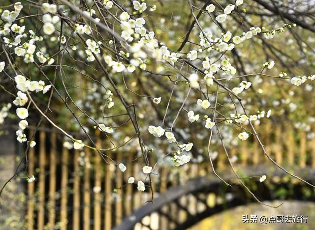 成都市区绿梅、青梅开花了，不用远去大邑，免费，非常惊艳！