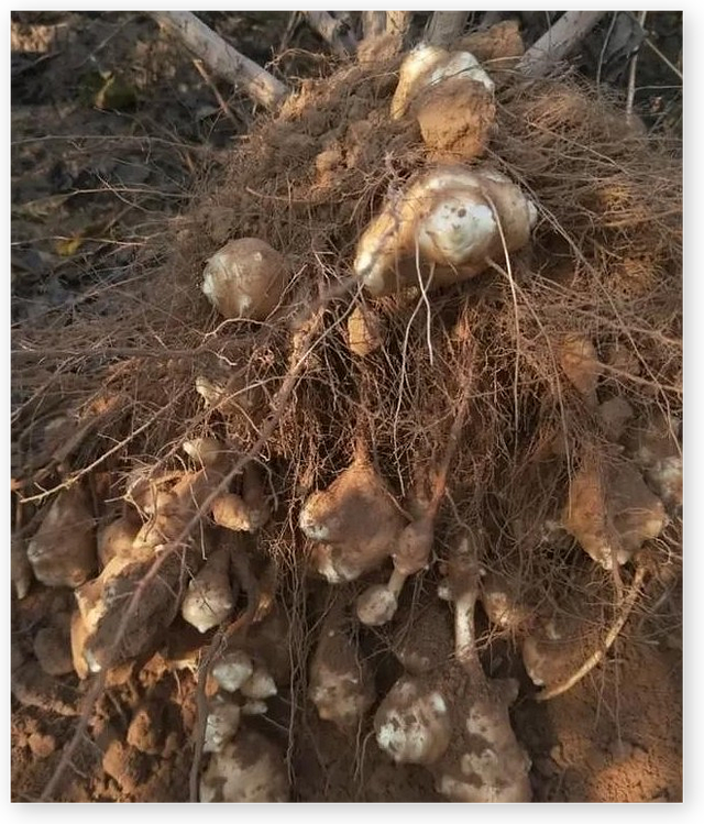 令国外痛苦不堪的入侵花，在中国沦为咸菜，吃到人工种植成笑谈